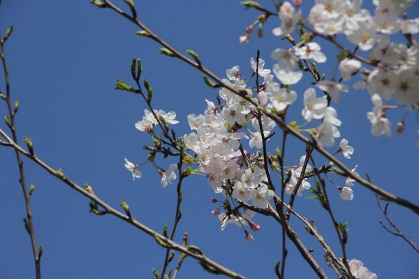 桜の季節です！サムネイル