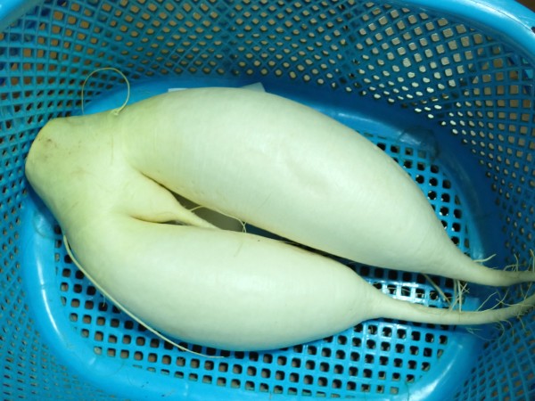 SEXY 大根!?サムネイル